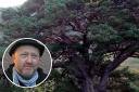 A Scots pine. Inset: Tim Porteus
