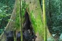 Chimps were found eating bat guano in the Budongo Forest in Uganda following deforestation