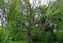 Old Walnut tree at Lochend Woods in Dunbar