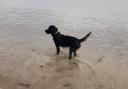 Dog at Yellowcraig Beach