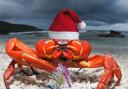 Haddington Library's Christmas Crab. Image: East Lothian Libraries