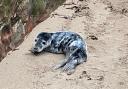This seal pup was found in Dunbar last week