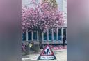 Local residents were angered by branches being cut from trees with blossom outside the Brunton Hall in Musselburgh