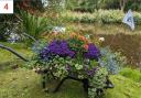 Blooming Haddington's wheelbarrow trail returns this summer