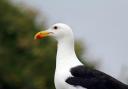 A great black-backed gull. Image: NottsExMiner