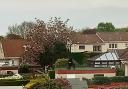 An armed police officer was seen on rooftops in Longniddry yesterday.