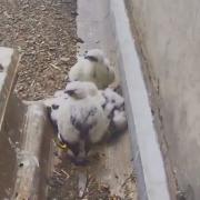 Torness Power Station has welcomed some new feathered-friends, with four peregrine falcon chicks being born