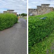 The hedge before and after Ewan Mclay’s efforts