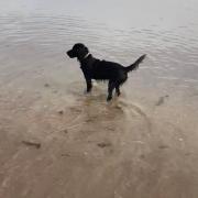 Dog at Yellowcraig Beach
