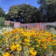 An open day takes place at Gilmerton Walled Garden today