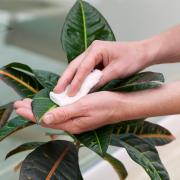 Use a cloth to clean plants