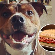 Pup can't keep his paws off car owner's sandwich