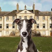 Doghailes is back at Newhailes House next month