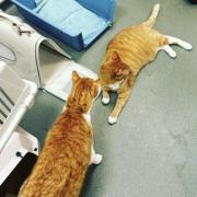 Nuuk and Nansen chilling in the consulting room