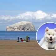 Seacliff has been ranked as among the most dog-friendly beaches in the UK. Main image: Copyright Adam Ward and licensed for reuse under this Creative Commons Licence.