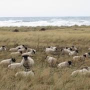 Sheep at Barns Ness. Image: East Lothian Countryside Rangers