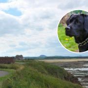 Lifeboat and Coastguard teams were unable to save the Labrador, which fell from cliffs at Winterfield in Dunbar. Main image: Copyright Jim Barton and licensed for reuse under this Creative Commons Licence.