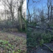 Longniddry Community Council shared pictures on Facebook of the fallen tree and another tree fallen on the nearby Dean Road