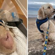 Eight-year-old Alphie, a Cavapoo, was attacked while walking at Yellowcraig Beach