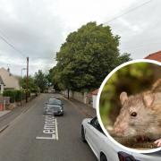 It was noted that Lempockwells Road was a hotspot for the rats. Image: Google Maps