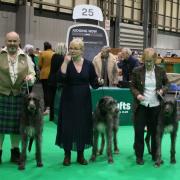 From left: Ivy, Tam and Torrin at Crufts