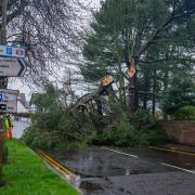 St Baldred's Road in North Berwick is closed after a large tree fell on the road. Image: Scott Masterton