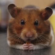A hamster (not the one pictured) sparked a dramatic rescue 25 years ago