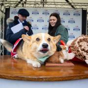 Top dog Beckett takes to the winner's podium after being crowned Corgi Derby champion. In the background are Beckett's owner Heather Sliman with raceday commentator Robert Hogarth. Photo: J Shurte