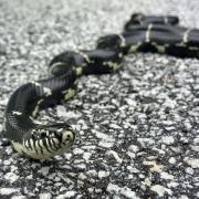 An eastern king snake similar to this one went missing