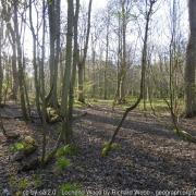 Lochend Woods. Image copyright Richard Webb and licensed for reuse under Creative Commons Licence