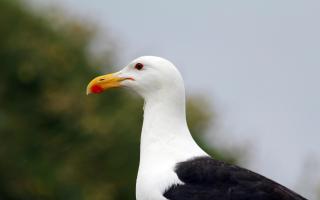 A great black-backed gull. Image: NottsExMiner