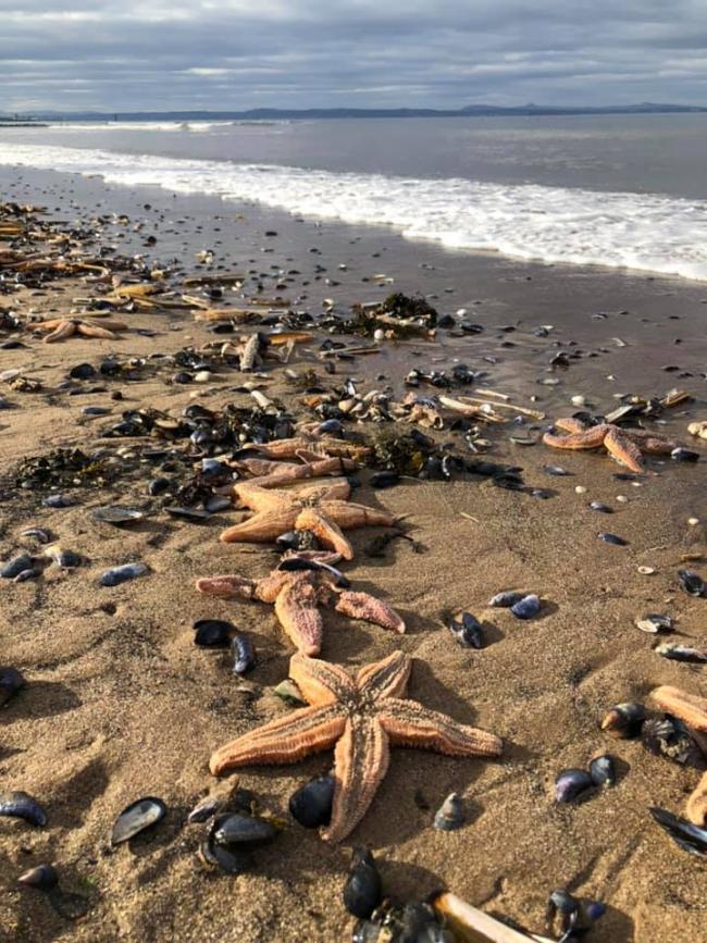 Hundreds of dead starfish were washed up on the beach at Musselburgh on Sunday. Photo: Linda Wilkinson.