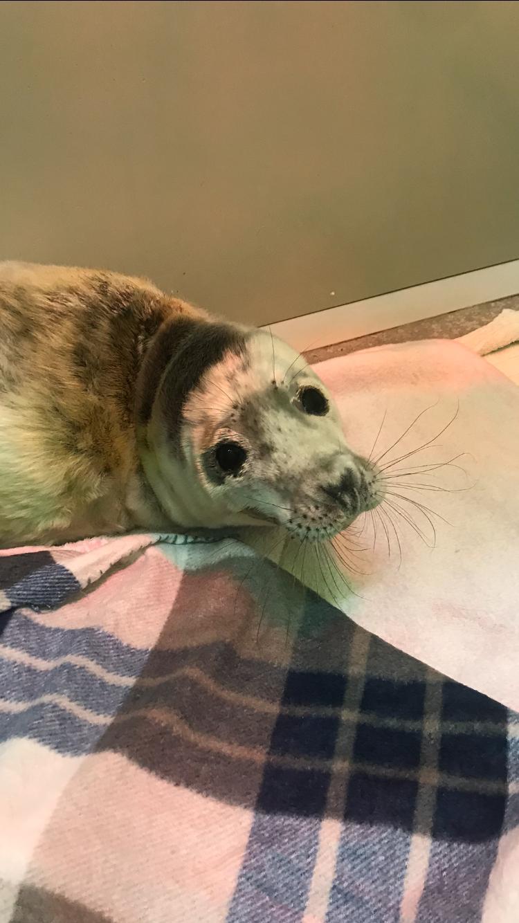 The injured seal was spotted near John Muir Country Park. Picture: Scottish SPCA