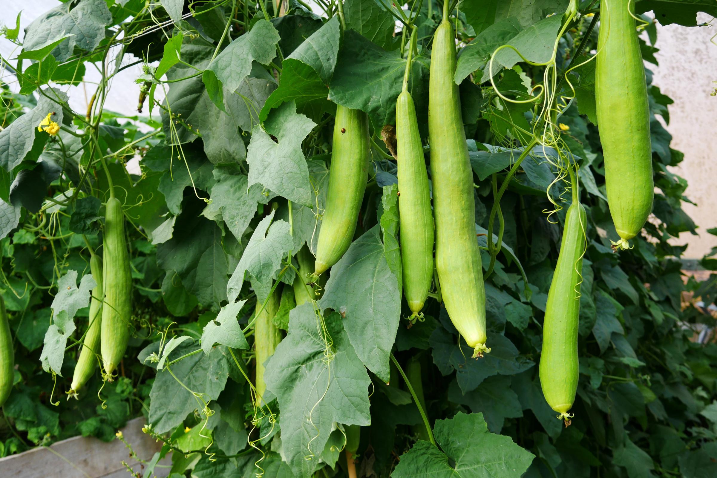 Unusual back-scrubbing plant tipped to grow in popularity - Vimarsana News