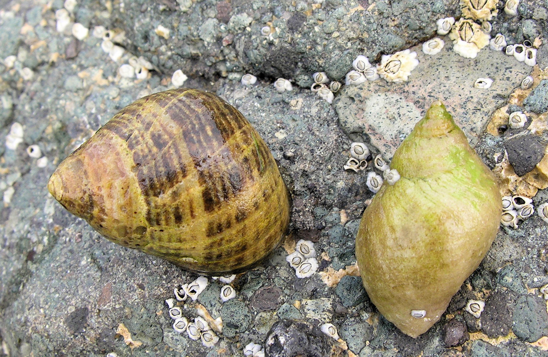 Dog whelk (right) with periwinkle