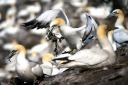 Thousands of Northern gannets gather nest material as they prepare for the new breeding season on the Bass Rock, in the Firth of Forth, forming the largest single-island colony of gannets in the world. PRESS ASSOCIATION Photo. Picture date: Sunday June