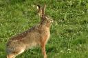 There are concerns that hare coursing is taking place near East Linton