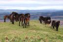 Ponies on Traprain Law. Image by Sylvia Beaumont