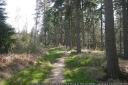 Saltoun Big Wood. Image copyright Richard Webb and licensed for reuse under Creative Commons Licence
