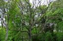 Old Walnut tree at Lochend Woods in Dunbar