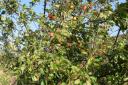 Preston Links battle orchard
