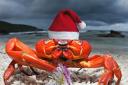 Haddington Library's Christmas Crab. Image: East Lothian Libraries