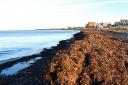 The leaves on the beach at Fisherrow play an important role in the food chain. Photo: Angus Bathgate
