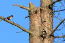 A male and female great spotted woodpecker. Image: Zan Threlfall