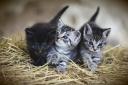 Kittens were advertised as being for sale (stock image)