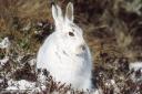 A mountain hare in its winter coat
