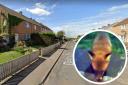 The furry creature was captured on camera outside a home on Delta Drive. Image: Google Maps