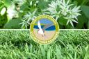 East Lothian Countryside Rangers are talking about the various wildflowers around the county