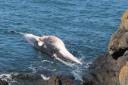 Dead minke whale spotted near North Berwick Harbour