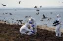 The National Trust team of rangers clear deceased birds from Staple Island, one of the Outer Group of the Farne Islands, off the coast of Northumberland, where the impact of Avian Influenza (bird flu) is having a devastating effect on one of the UK's